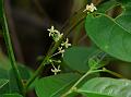 Assam Leaf-Flower